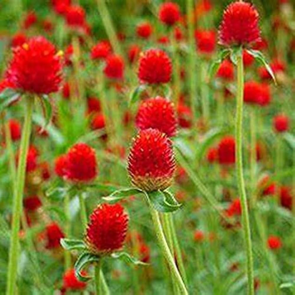 Globe Amaranth Beautiful Indoor Herb Flower - for planting in home garden